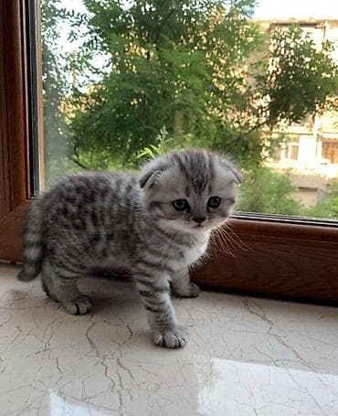 pişik şekileri: Şotland — 1