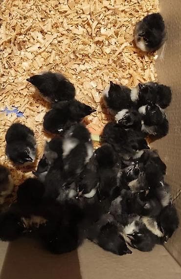 brama cücə: Toyuq cücələri, Ətlik — 3