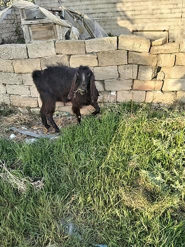 hələp keçiləri: Helep safqan disidi cavan heyvandi ünvan masdaga — 3