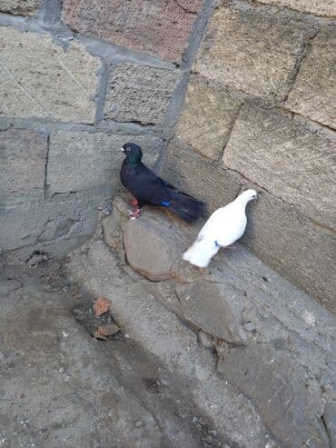 İtlər: 3 ü bir yerdə 15 azn. - Rənglər: 2 ədəd ağ, 1 ədəd qara. - Ayaqlarda — 6