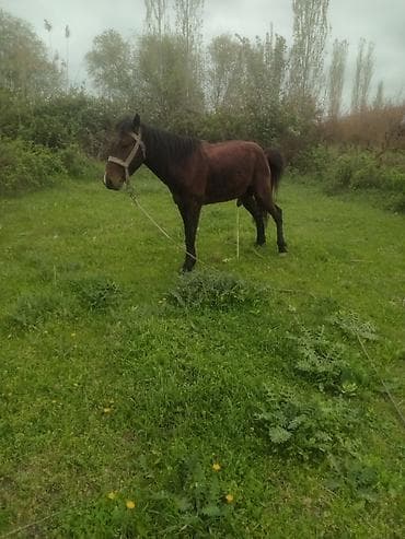 cins qoyunlar satilir: Erkək, il: 5, Ünvandan götürmə — 8