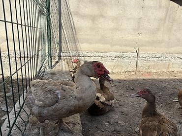 satdig quslar: Erkək, | Lal ördək, Ətlik, Ödənişli çatdırılma — 3