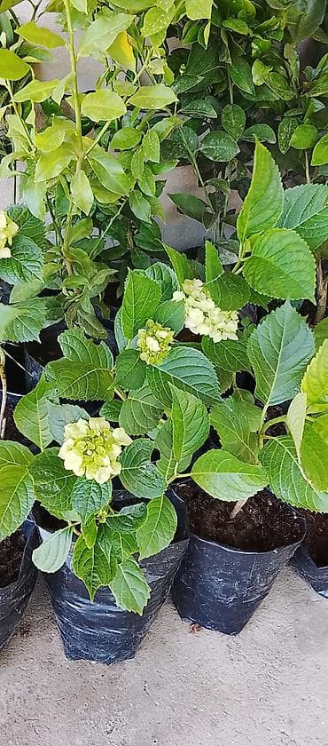 torbalar: Məhsul: Saksıda ortanca (Hydrangea macrophylla) Təsvir: - Dekorativ — 2