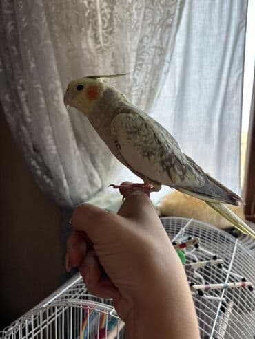 сетка для клетки попугая: Sarı və boz rənglərdə olan bu nimf tutuquşusu, parlaq narıncı yanaq — 2