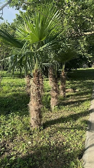 evkalipt ağacı: Trachycarpus fortunei (yelpik formalı yarpaqlı xurma palmaları) – — 6