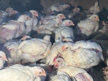 hinduşqa cücələri: Toyuq cücələri, Ətlik, Ünvandan götürmə — 4