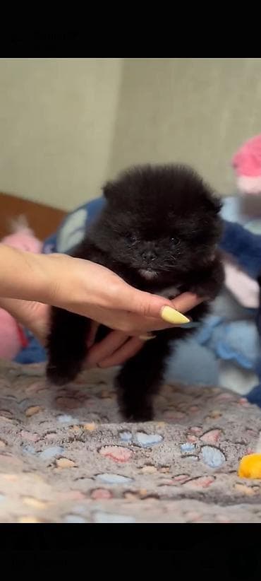 zvanoq itleri: Şpitz, Erkek — 2