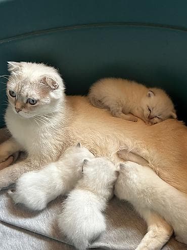tuksuz pişik: Şotland, Erkək, Dişi, Ünvandan götürmə, Ödənişli çatdırılma — 4