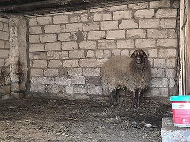 hinduşka əti: Damazli qoc bir yas yarimliq — 2