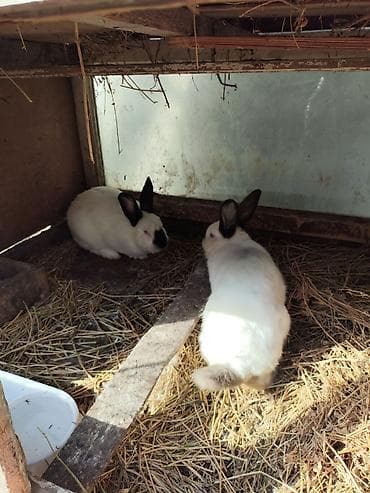 goyercin damı: Kaliforniya dovşanları - Rəng: ağ bədən, tünd (şokolad-qara) — 2