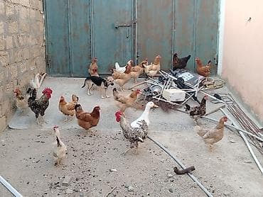 quşlar: Toyuqlar saglamdi masallah qəsəngdiler yumurtalayirlar — 3