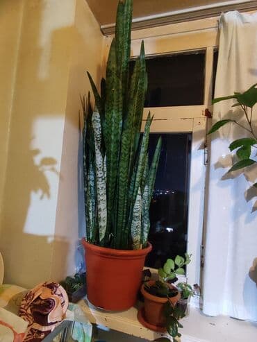 ağ kala: Sansevieriya bitkisi, həm də “İlan Bitkisi” olaraq bilinən, müxtəlif — 2