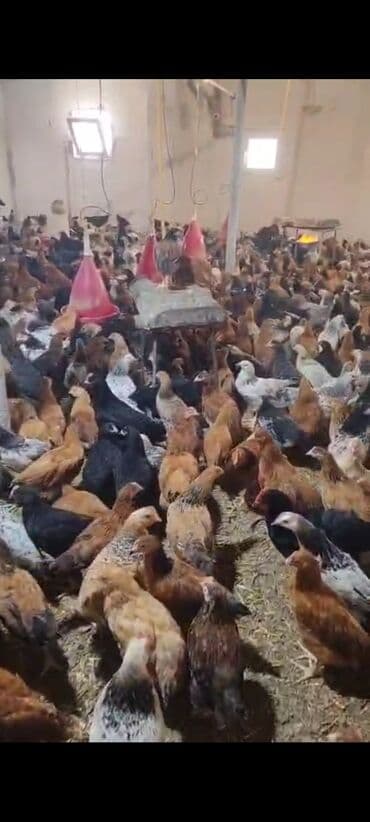 K/t heyvanları üçün mallar: Toyuq cücələri, Damazlıq — 2