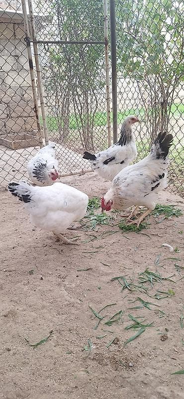 Животные: 4 eded 5 aylıq çolpa .çekisi 15001900 .Qiymet 4 ededi 50 manat — 4