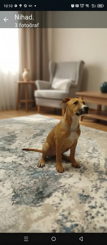 spits itleri qiymeti: Pitbul, 3 ay, Dişi — 2