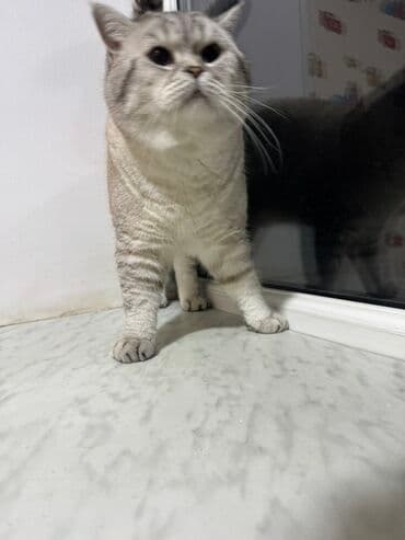 Iran Khodro: Britan — 10