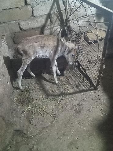 inəy: Dişi, il: 2, 200 kq, Damazlıq, Südlük — 1