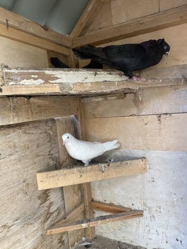 клетка для попугаев: Taxtadan hazırlanmış göyərçin yuvası, dam örtüyü ilə təchiz — 4