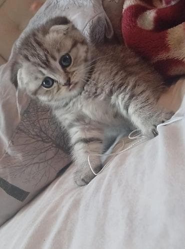 haski balasi satilir: Şotland — 1