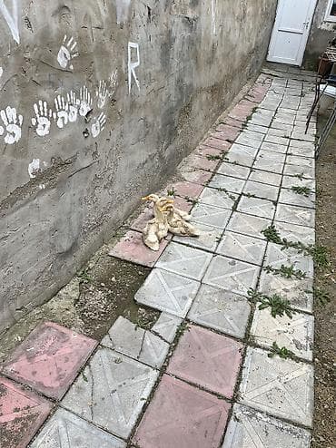 ördək balası və cücə: Erkək, Ətlik, Ünvandan götürmə, Pulsuz çatdırılma, Ödənişli çatdırılma — 5