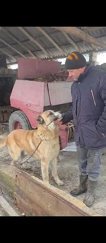 Akvariumlar: 1 il, Erkek, Peyvəndli — 4