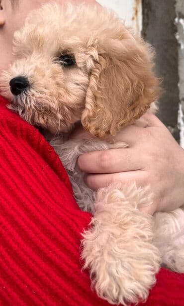 it itib: Pudel, 2 ay, Erkek, Peyvəndli, Ödənişli çatdırılma — 7