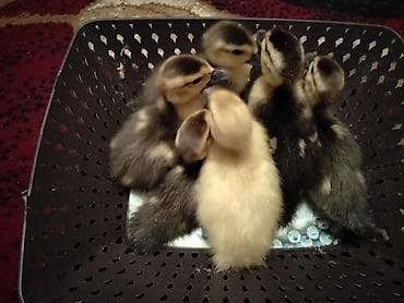 lavanda ördək: Macar lavanda lal ördək sağlamdırlar . 6günlük mayalanıb vitaminləri — 5