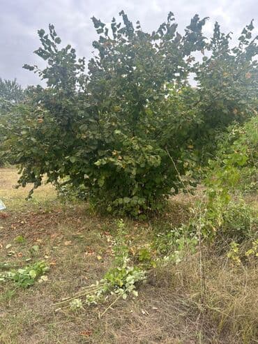 qubada torpaq satilir 2020: 110 sot, Tikinti — 14