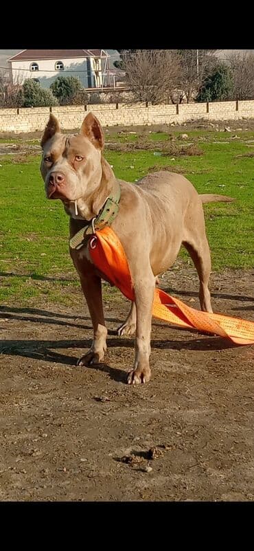 Alfa Romeo: Pitbul, 1 il, Erkek, Peyvəndli, Ünvandan götürmə — 2