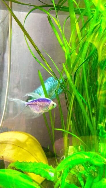 dib balıqları: Quppi, Sülhsevər — 4