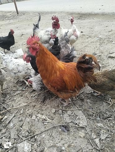 yumurta latoku: Mayali yumurta bu toyuglar in erazi zabirat 0.40 — 7