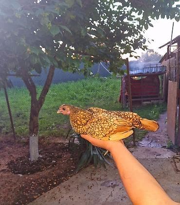 quş üçün qəfəs: Toyuq, Damazlıq — 3