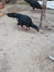 quş qefesleri: Cins: Uzunboyun yerli döyüş tipli toyuq-quş (xanxır/mix) Təsvir: - — 12