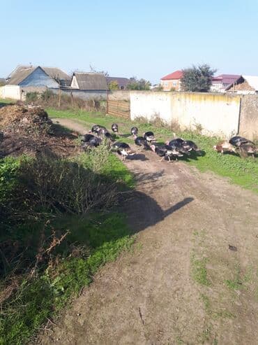 Коровы, быки: Самец, Для разведения, Самовывоз — 4