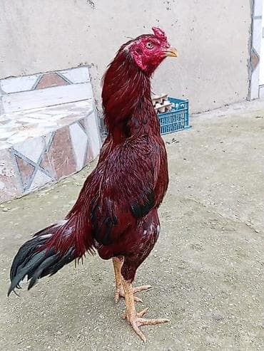 broyler cuce satisi: Aprel beçəsi satılır cinsi kamboçdu super heyvandı ehtiyacdan satılır — 1