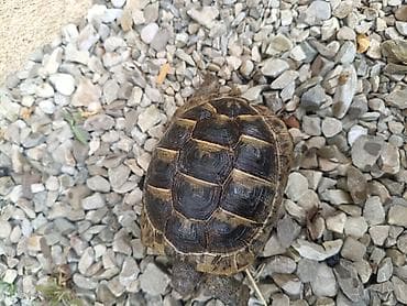 lama: UMUMI QIYMETDIR!!! Araliq deniz Tisbagalari 🇦🇿 Azərbaycan dili: 🐢 4 — 5
