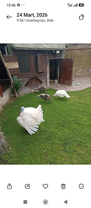 cuca: Dişi, Damazlıq — 3