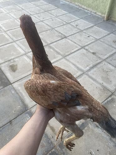 lalafo quşlar: Damazdığımdı qapısında cinsdi qannı fərə isdiyən yazsın.əsgərriyə görə — 3