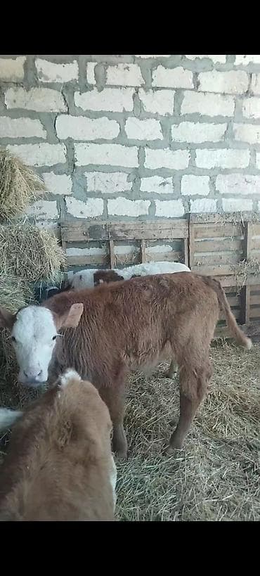 Yemlər: ÜNVAN AĞDAM RAYONU KİME LAZIM. OLSA ELAQE SAXLASIN QİYMED BUZOVA GORE — 8