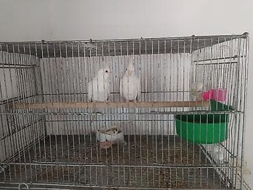 tap az goyercin: Məhsul: Ağ rəngli nimfa tutuquşuları (Cockatiel) – cüt Təsvir: - Növ — 2