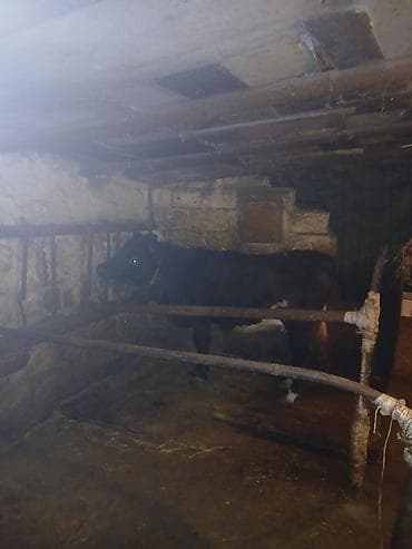 iney sekilleri: Salam 7ay yarımlıq boğazdı birinci qarına düyədi qarnındaki bala süni — 2