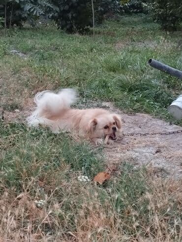 ov itləri: Pekines, 2 il, Dişi — 7