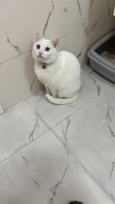 pişik qara: Yumşaq tüklü, iri gözlü balaca pişik balaları. Rənglər: krem-ağ və — 5