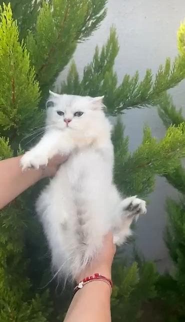 Qızıl şinşilla, Erkək, Ödənişli çatdırılma