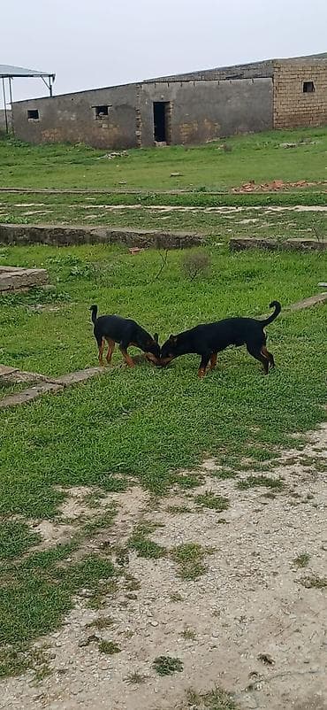 ov iti satilir: Miniatür pinçer, 7 ay, Erkek — 5