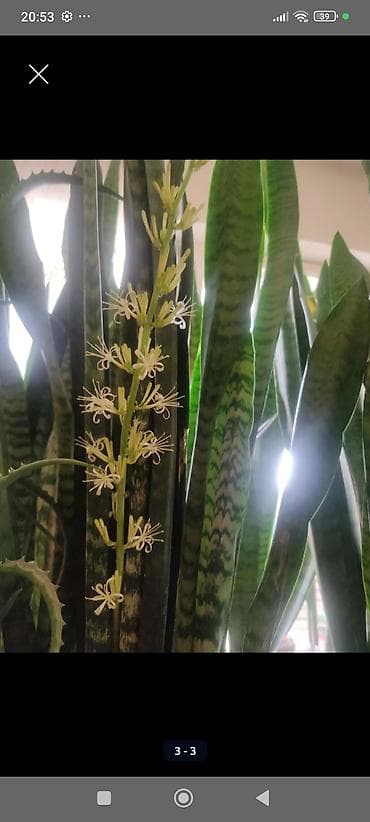 bezek bitkisi: Sanseverya (Qayın dili) otaq bitkisi - Hündürlük: 118 sm, sıx kolda — 5