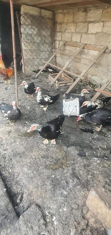 ordək bala: Erkək, | Lal ördək, Ətlik — 2