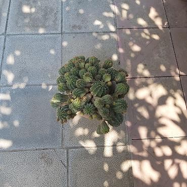 купить кактус: Çoxgövdəli saksı kaktusu – Echinopsis (ağ çiçəkli növlərdən) - Bitki — 3