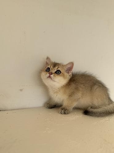 Şinşilla, Erkək, Yaxşı əllərə, Ünvandan götürmə lalafo.az -da Şinşilla, Erkək, Yaxşı əllərə, Ünvandan götürmə