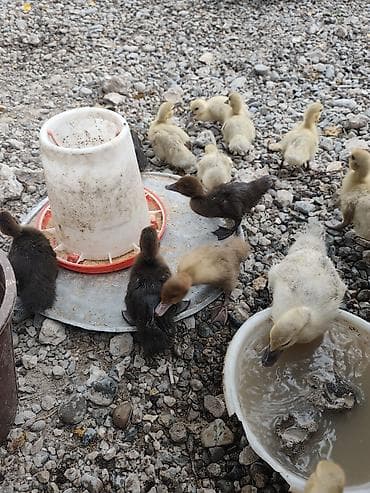 ucuz itlerin satisi: Mövzu: Ördək balaları – müxtəlif rənglərdə, sağlam və çevik Təsvir: - — 1